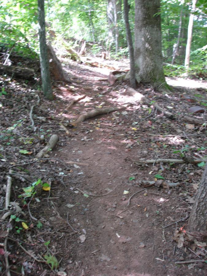 A narrow, dirt hiking trail winding through a dense forest. The path is lined with roots and fallen leaves, surrounded by tall trees and underbrush, creating a serene natural setting. Sunlight filters through the trees, casting soft shadows on the ground. Signal Hill mountain bike trail.