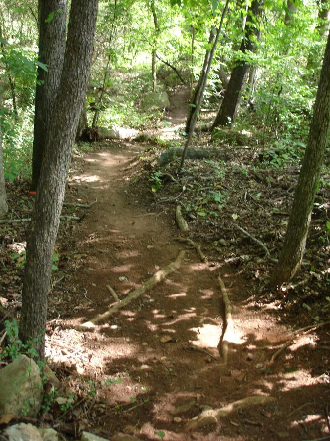 A winding dirt trail surrounded by lush green foliage and trees in a wooded area. The path features visible roots and stones, providing a natural, rustic hiking experience. Signal Hill mountain bike trail.