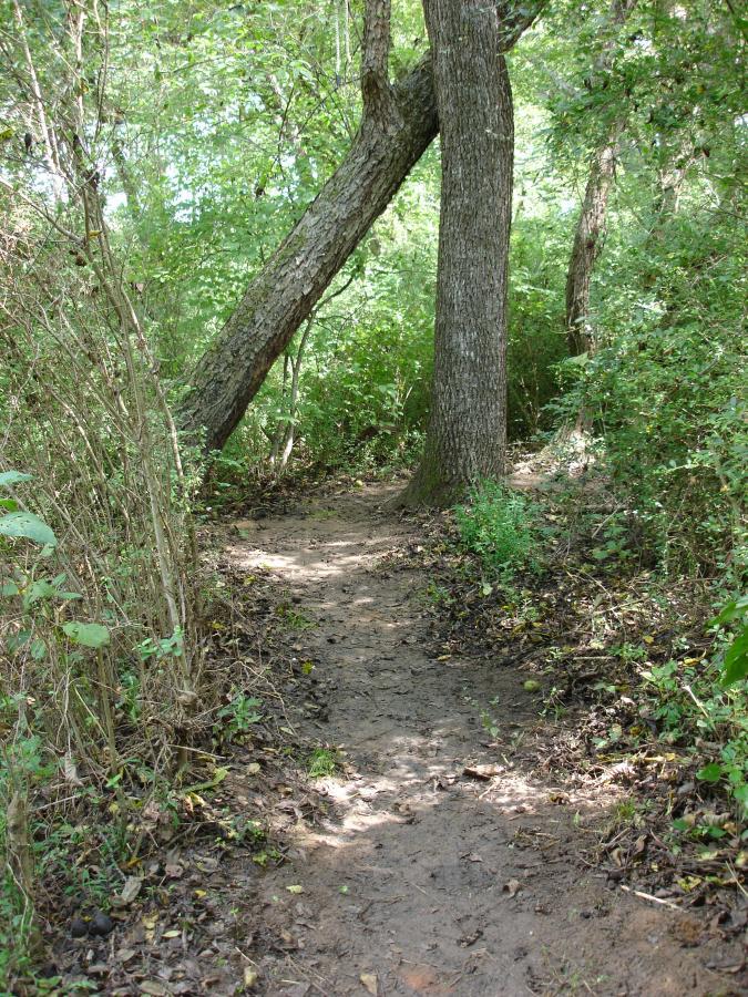 A winding dirt path through a dense green forest, flanked by tall trees and underbrush. A large tree leans over the path, creating a natural archway, with scattered leaves lining the ground. The scene conveys a tranquil, natural setting. Signal Hill mountain bike trail.
