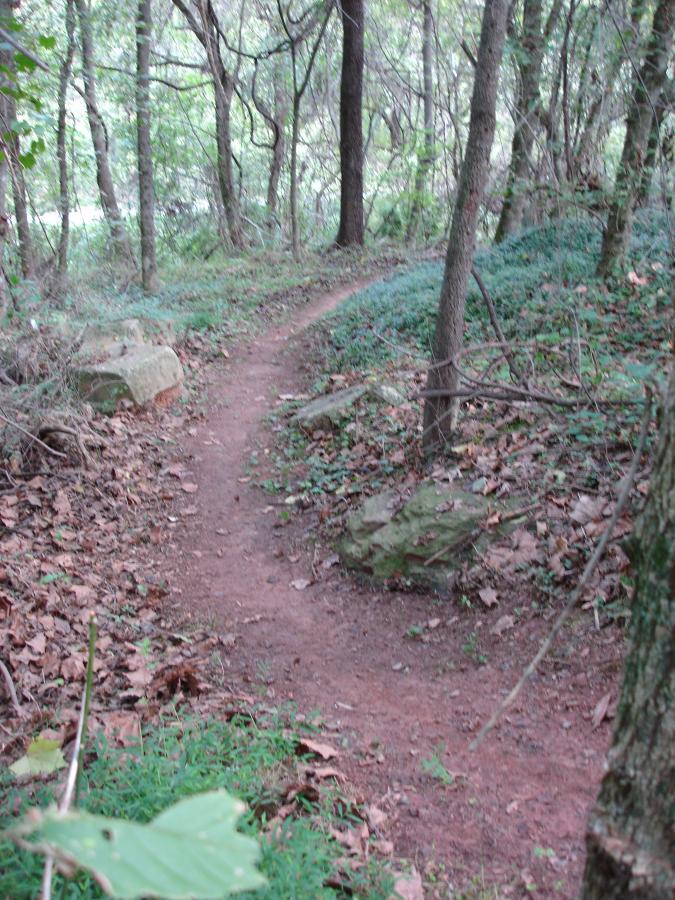 A winding dirt path through a wooded area, surrounded by tall trees and patches of green underbrush, with scattered leaves and a few rocks along the trail. Signal Hill mountain bike trail.