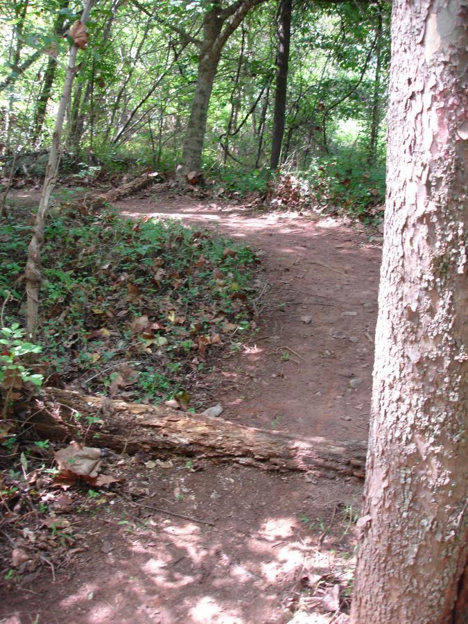 A narrow dirt path winding through a lush, green forest, framed by a tree on the right. The path is slightly overgrown with leaves and small plants, and a fallen log lies across the trail, indicating a peaceful, natural setting. Signal Hill mountain bike trail.