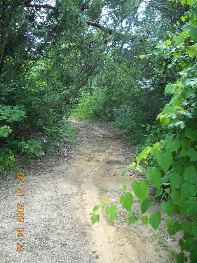 A narrow dirt path winds through a lush green forest, flanked by dense vegetation on both sides. Sunlight filters through the trees, creating a serene and inviting atmosphere. The path, partially covered in sand, suggests frequent use, leading deeper into the natural surroundings. Monterey Trails mountain bike trail.