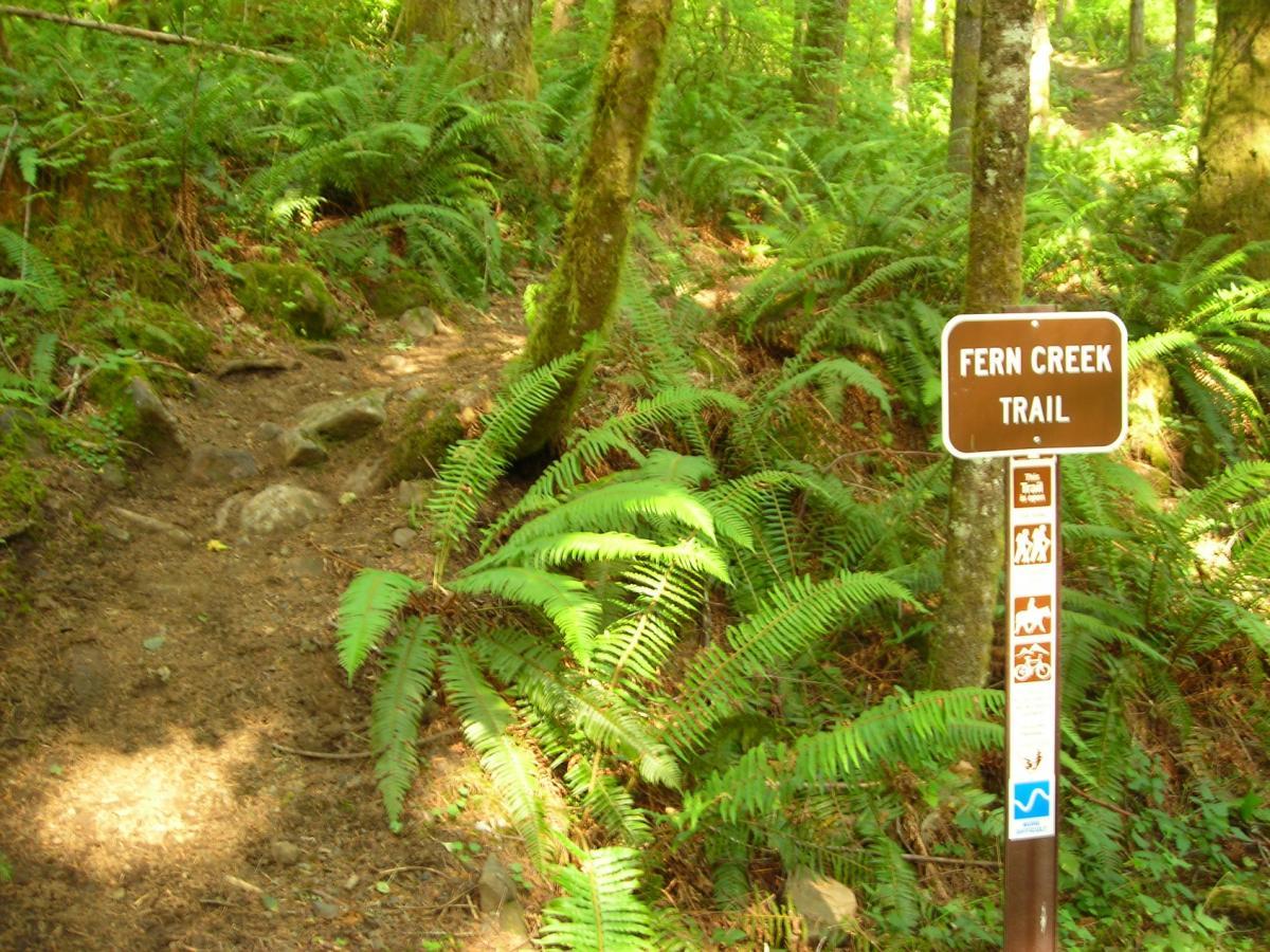 A muddy hiking path surrounded by lush green ferns and trees, featuring a brown sign that reads "Fern Creek Trail" along with icons indicating trail usage for hiking, biking, and pets. Molalla River Recreation Corridor mountain bike trail.