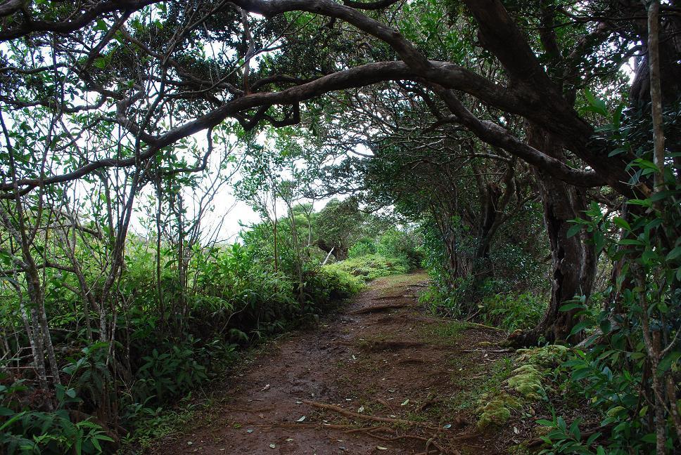 A narrow dirt path winding through a lush green forest, bordered by trees and dense vegetation. The pathway is partially shaded by overhanging branches, creating a serene and secluded atmosphere. Bright green ferns and bushes are visible along the path, indicating a thriving natural environment. Maunawili mountain bike trail.
