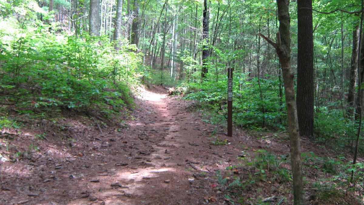 A sandy trail winding through a lush green forest, surrounded by trees and undergrowth, with a trail marker visible on the right side. Bull / Jake Mountain mountain bike trail.