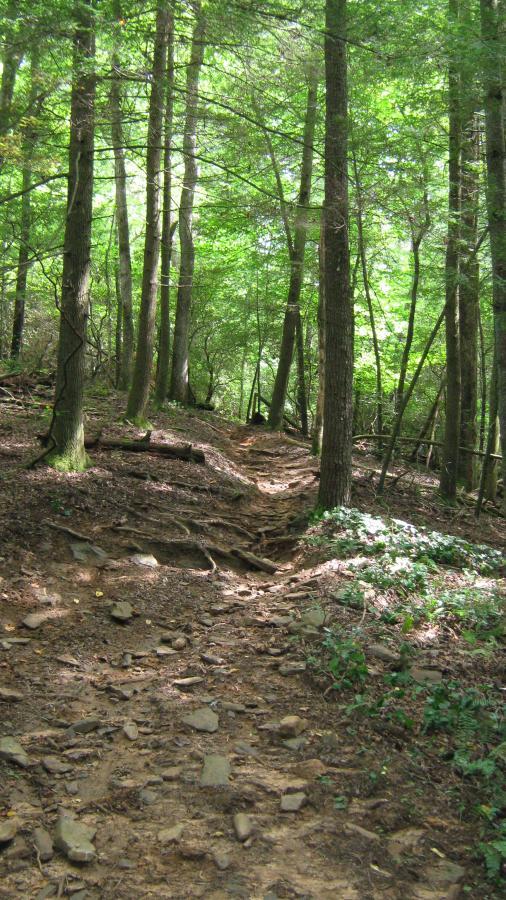 A winding dirt path with exposed roots and stones, leading through a lush green forest with tall trees and dappled sunlight filtering through the leaves. Bull / Jake Mountain mountain bike trail.