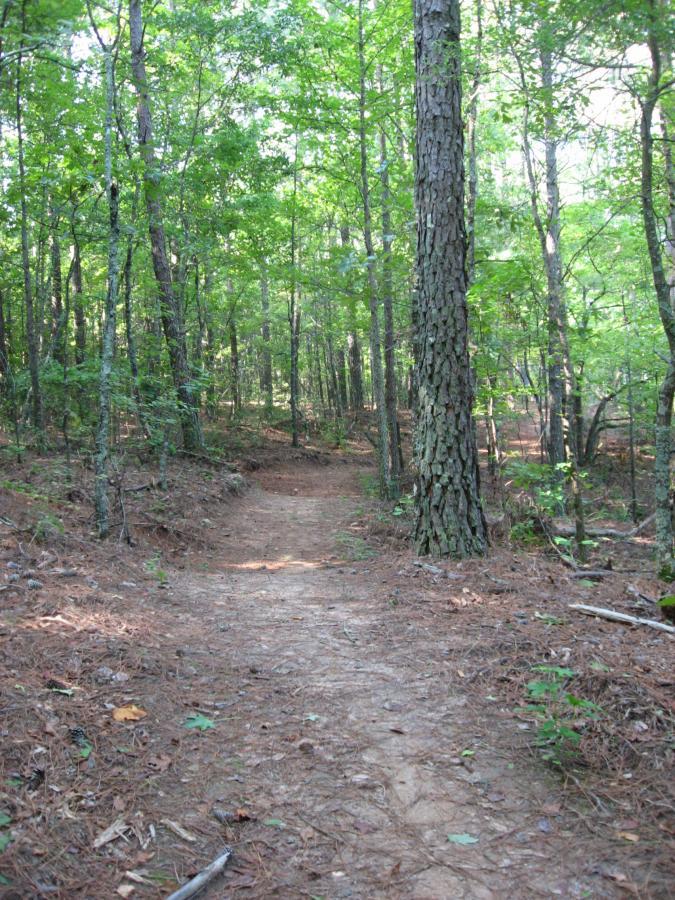 A winding dirt path through a lush green forest, surrounded by tall trees and scattered pine needles on the ground. Sunlight filters through the leaves, creating a serene and tranquil atmosphere. Harbins Park mountain bike trail.