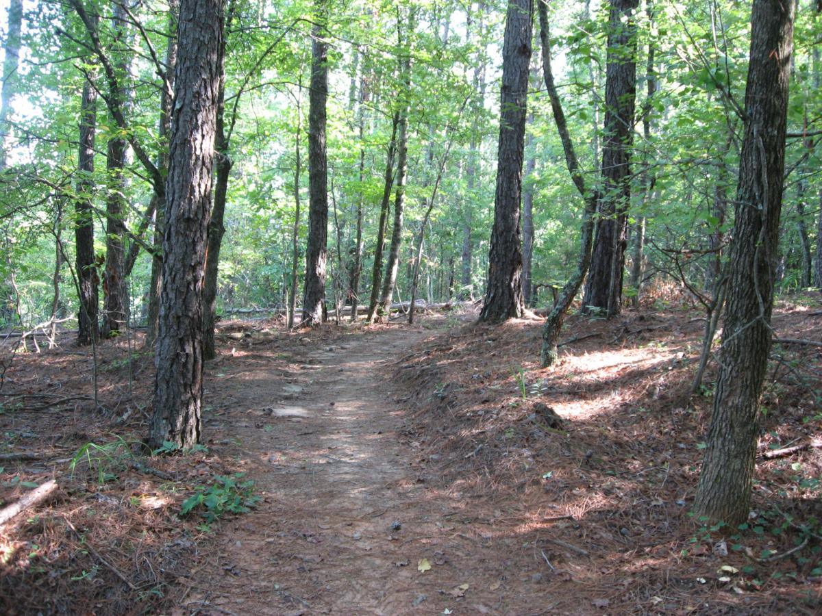 A sunlit forest path winding through tall trees, with patches of sunlight filtering through the leaves and soft pine needles covering the ground. Harbins Park mountain bike trail.