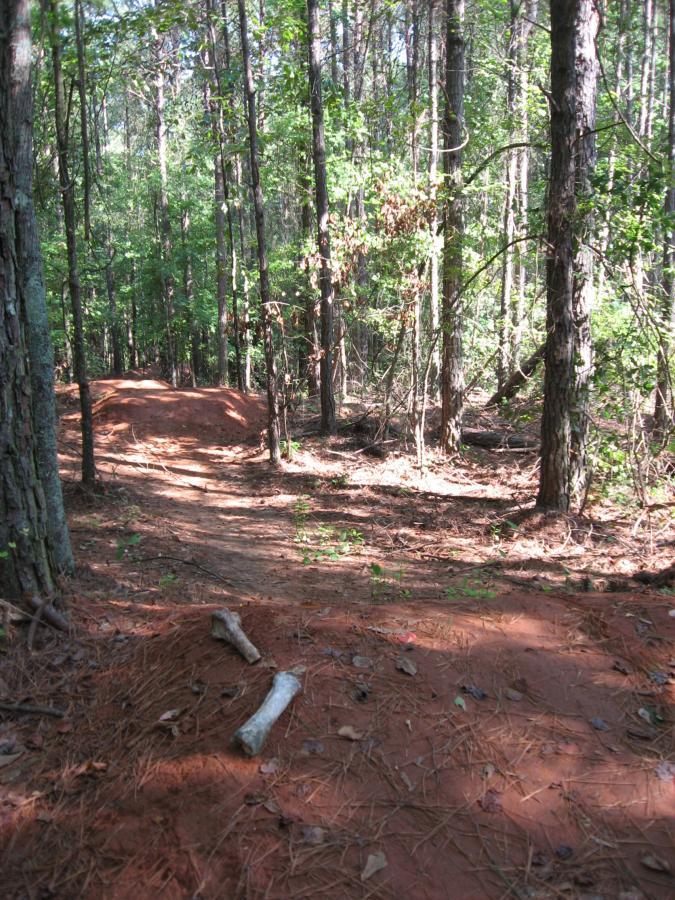 A dirt path winding through a dense forest with tall trees and a small dirt jump visible in the foreground. The ground is covered with pine needles and dry leaves, creating a natural, earthy setting. Harbins Park mountain bike trail.