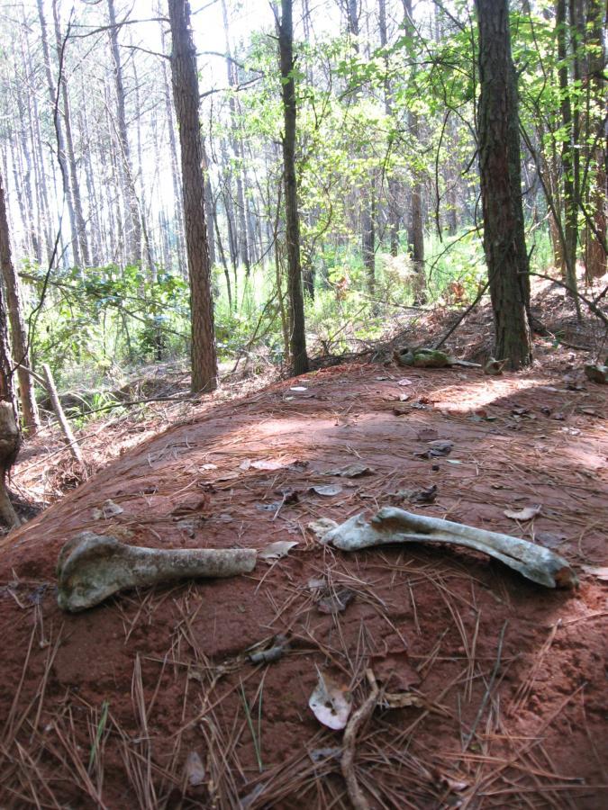 A close-up view of two animal bones resting on reddish-brown soil in a forested area, surrounded by pine needles and fallen leaves. Trees and underbrush can be seen in the background, with dappled sunlight filtering through the branches. Harbins Park mountain bike trail.