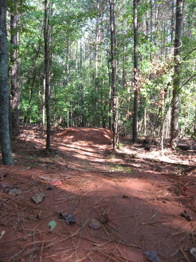 Alt text: A dirt pathway winding through a dense forest of tall trees, with a small dirt jump or mound visible in the background, surrounded by fallen pine needles and leaves. Harbins Park mountain bike trail.