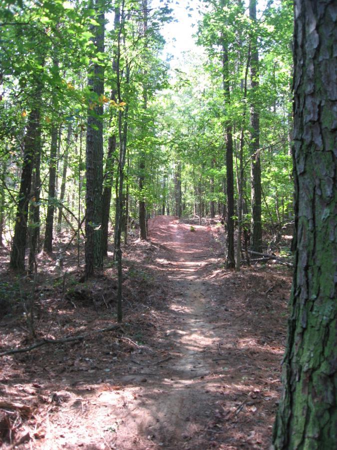 A sunlit trail winding through a lush green forest, flanked by tall trees with vibrant foliage. The path, slightly uneven and surrounded by fallen leaves, leads deeper into the woods, inviting exploration. Harbins Park mountain bike trail.