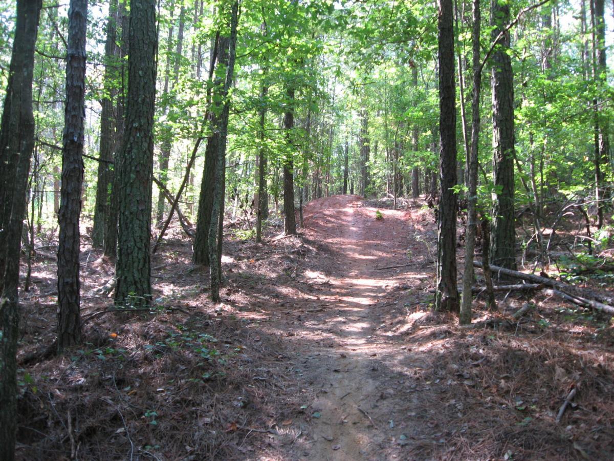A dirt path winding through a lush forest, bordered by tall trees with green leaves and a forest floor covered in pine needles. Harbins Park mountain bike trail.