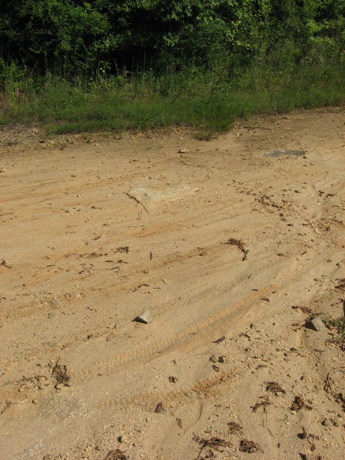 A sandy dirt path with tire tracks, bordered by green foliage and scattered stones. Harbins Park mountain bike trail.