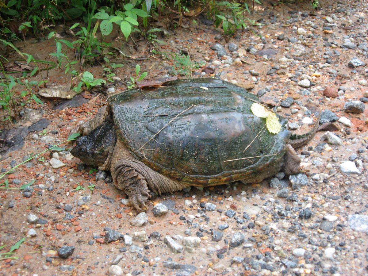 A large turtle resting on a gravel path surrounded by green vegetation. The turtle has a textured, dark shell with some leaves and debris on its back. Montgomery Creek Trail mountain bike trail.
