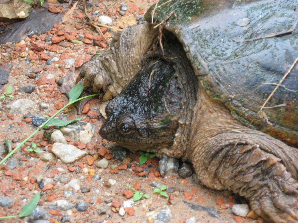 A close-up view of a turtle partially buried in sand and gravel, with a textured shell and prominent head. Green leaves and small stones are visible in the surrounding environment, highlighting the natural habitat. Montgomery Creek Trail mountain bike trail.