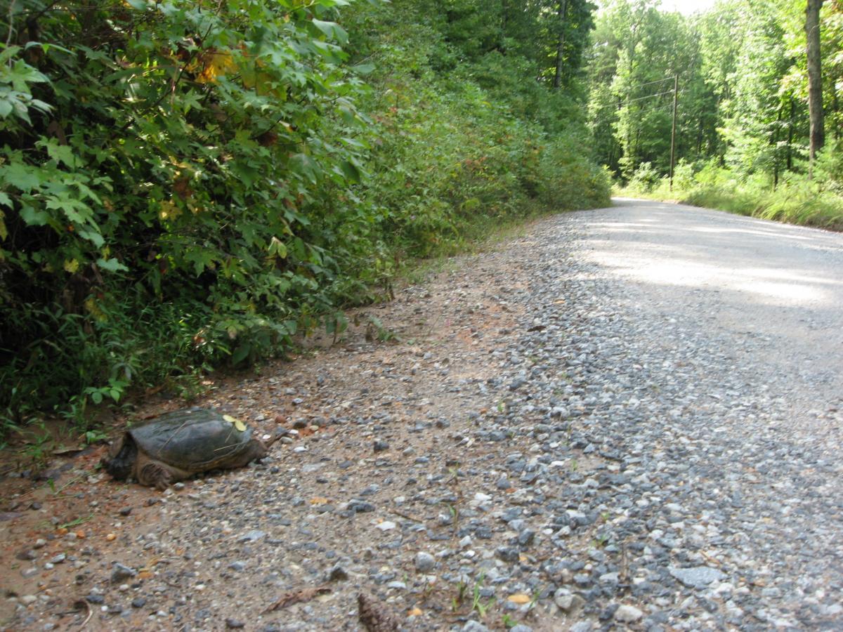 A turtle resting on the gravel shoulder of a dirt road, surrounded by lush green foliage and trees in the background. The setting is calm and natural, indicating a woodland area. Montgomery Creek Trail mountain bike trail.