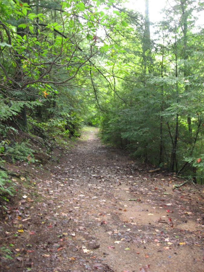 A serene dirt path winding through a dense, leafy forest, with scattered leaves on the ground and sunlight filtering through the trees. The trail appears slightly muddy, suggesting recent rain, and is surrounded by lush greenery on both sides. Montgomery Creek Trail mountain bike trail.