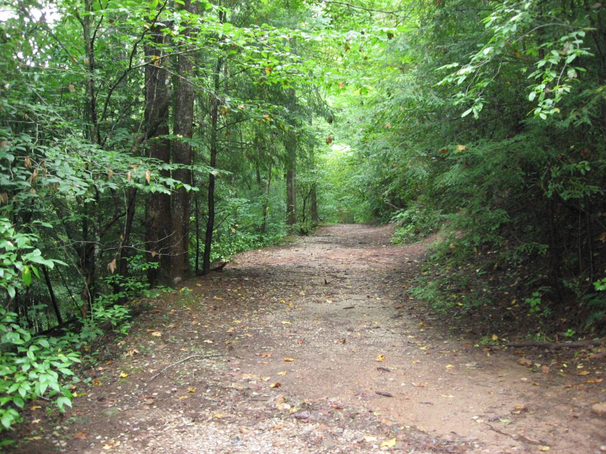 A serene, winding dirt path surrounded by lush green trees and foliage, leading into a peaceful wooded area. The pathway is slightly damp, with scattered leaves on the ground, creating a natural, inviting atmosphere. Montgomery Creek Trail mountain bike trail.