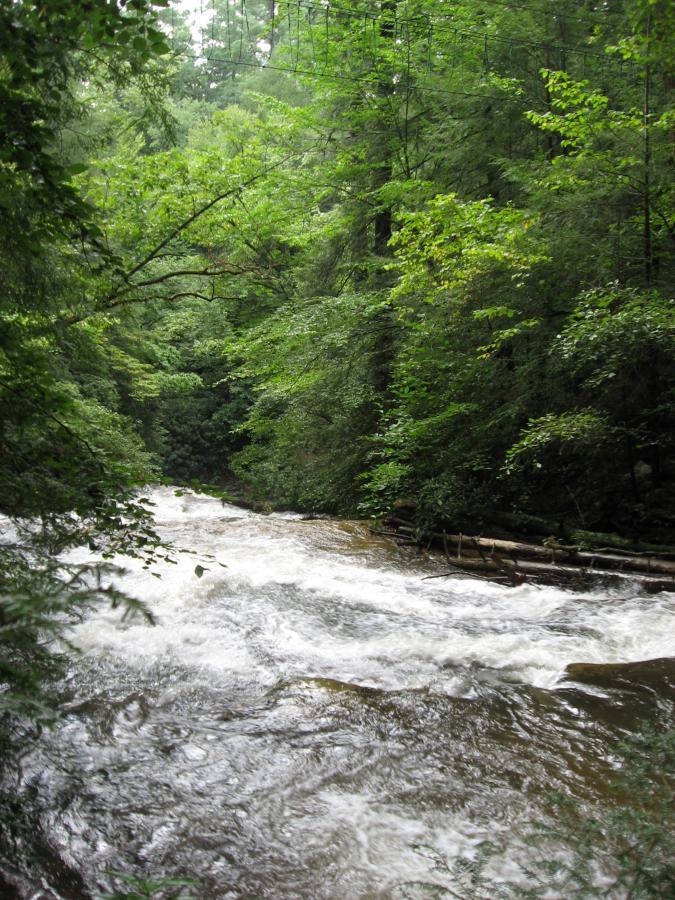 A serene river flows through a lush green forest, surrounded by dense foliage and tall trees. The water is frothy and rippling, reflecting the vibrant greenery of the environment. Logs are partially submerged along the riverbank, adding to the natural setting. The scene conveys a sense of tranquility and connection to nature. Montgomery Creek Trail mountain bike trail.
