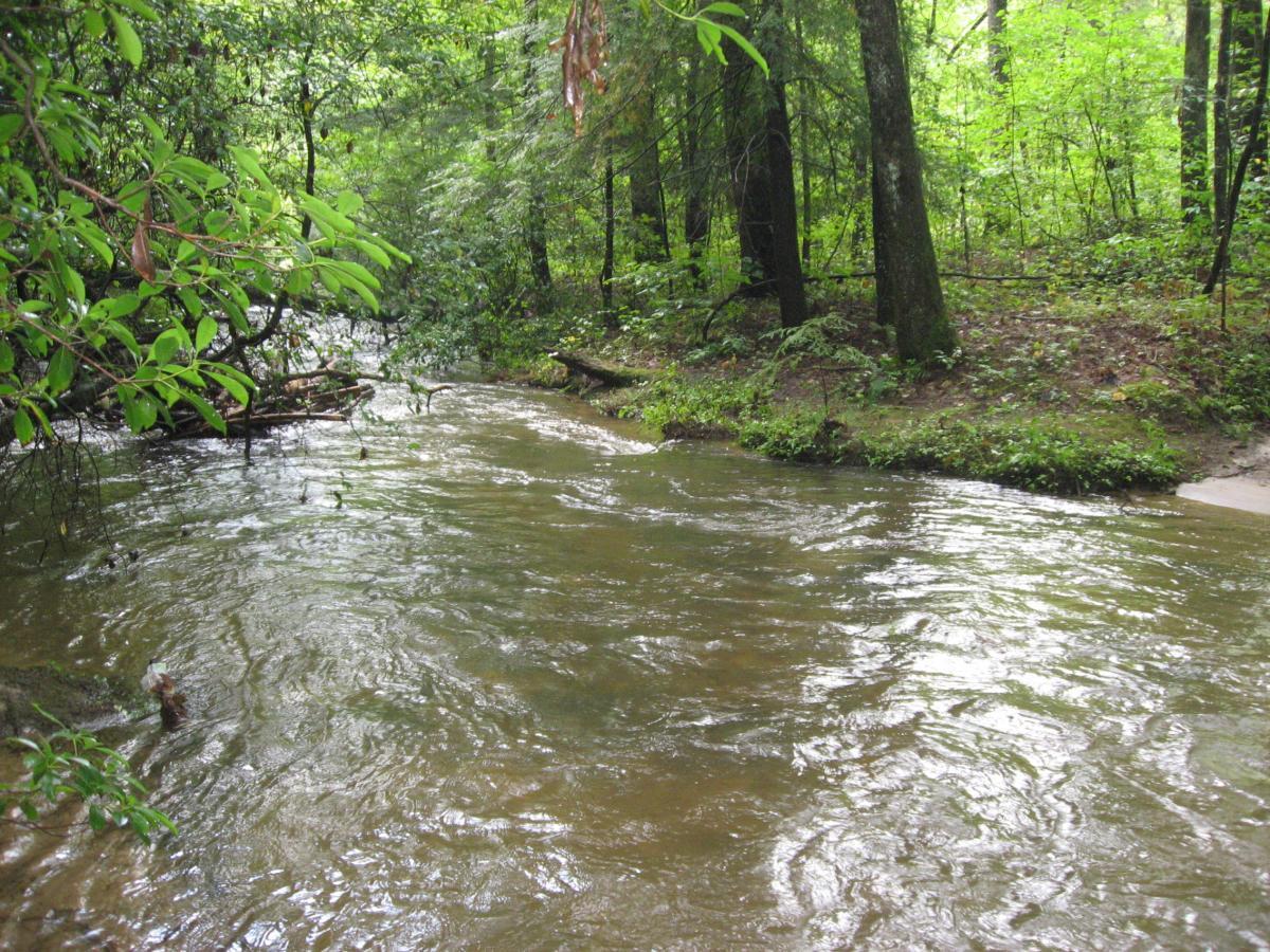 A tranquil forest scene featuring a gently flowing stream surrounded by lush green vegetation and trees. The water reflects the greenery above, creating a serene and peaceful atmosphere. Montgomery Creek Trail mountain bike trail.