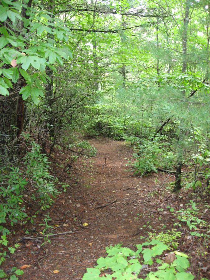 A narrow dirt path winding through a lush green forest, flanked by various trees and dense foliage, under a partly cloudy sky. Montgomery Creek Trail mountain bike trail.