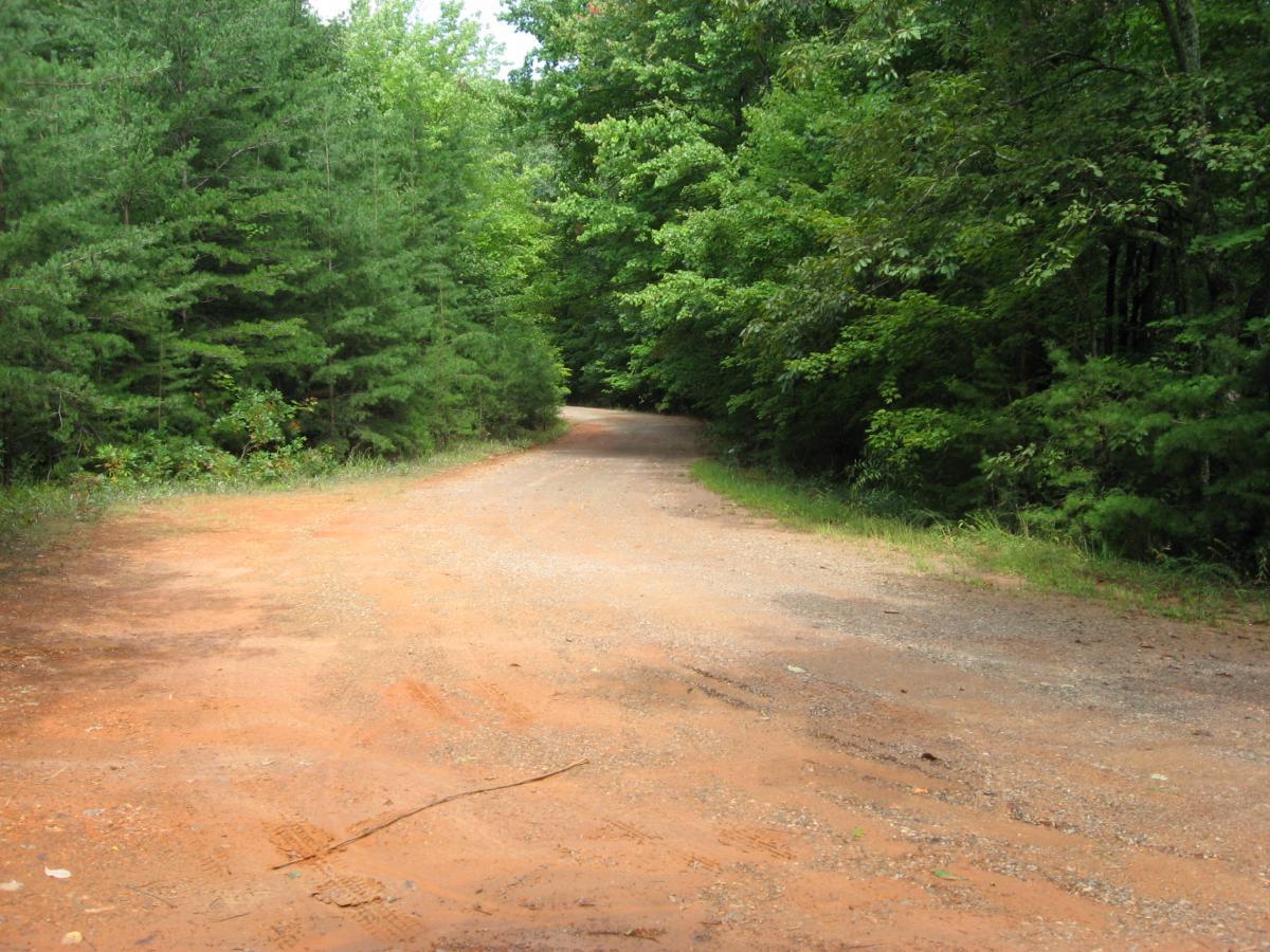A winding dirt road surrounded by lush green trees on both sides, leading into a tranquil forested area. The path is slightly curved, with the natural sunlight filtering through the canopy above. Montgomery Creek Trail mountain bike trail.