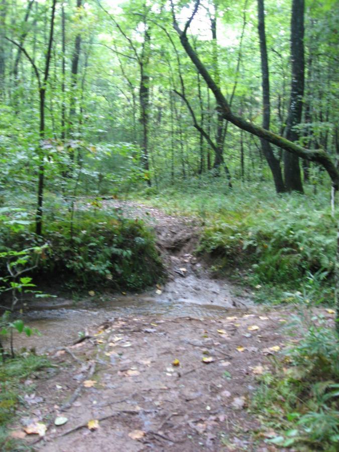 A forest landscape featuring a winding dirt path illuminated by soft, diffused light filtering through dense green foliage. The ground is slightly muddy, with remnants of leaves scattered along the trail, while trees stand tall in the background, creating a peaceful and natural setting. Montgomery Creek Trail mountain bike trail.