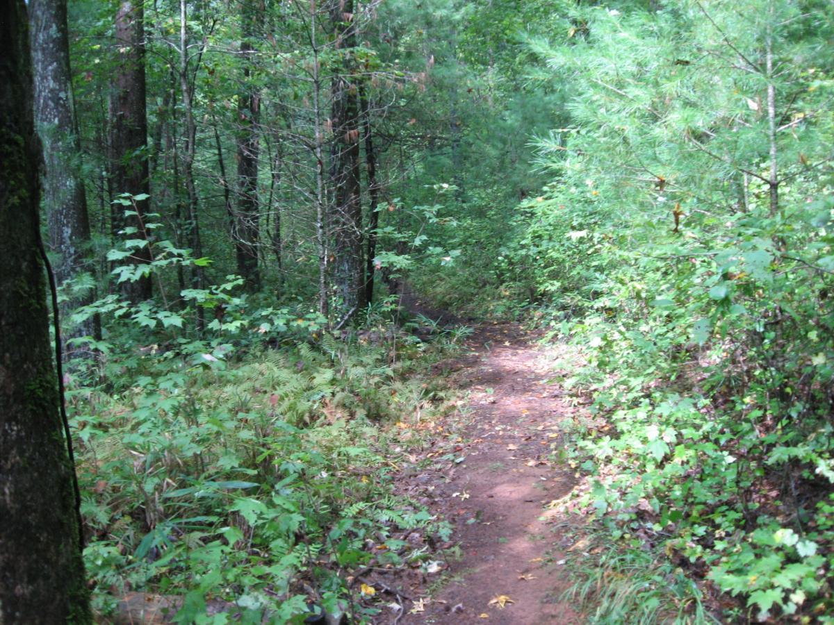 A narrow dirt path winding through a lush green forest, surrounded by trees and dense vegetation. The scene is filled with various shades of green foliage, with patches of sunlight filtering through the leaves above, creating a serene and tranquil atmosphere. Montgomery Creek Trail mountain bike trail.