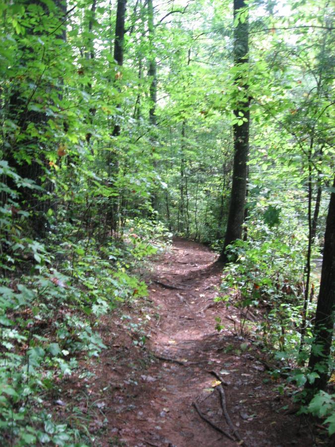 A winding dirt trail surrounded by lush green foliage and tall trees, creating a serene and inviting atmosphere for a nature walk or hike. Montgomery Creek Trail mountain bike trail.