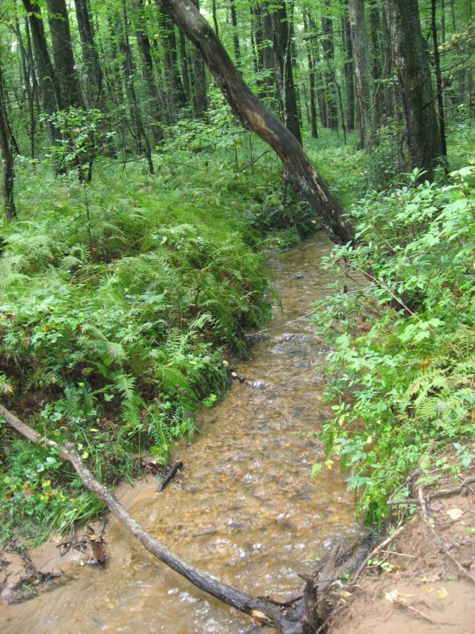 A small, winding stream flows through a lush, green forest, surrounded by ferns and dense vegetation. A fallen tree extends over the water, and the sunlight filters through the tree canopy above, creating a serene and natural setting. Montgomery Creek Trail mountain bike trail.