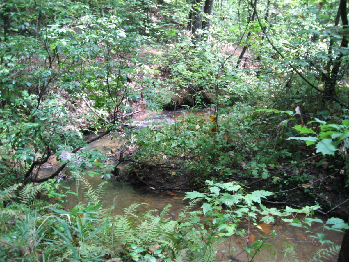 A serene forest scene depicting a small, gently flowing stream surrounded by lush green foliage, including bushes and ferns. The sunlight filters through the trees, creating a tranquil and natural atmosphere. Montgomery Creek Trail mountain bike trail.