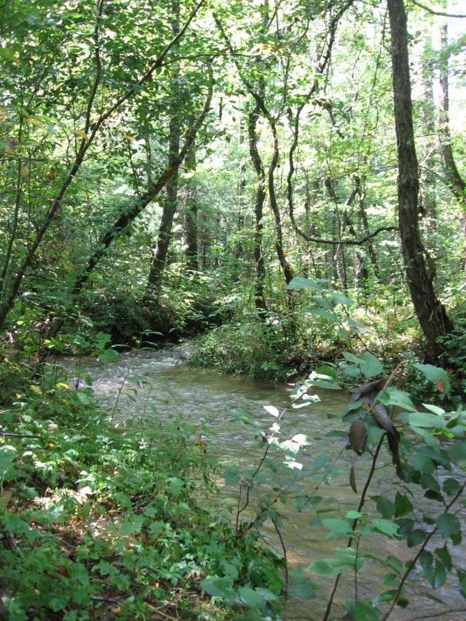 A tranquil stream flowing through a dense forest, surrounded by lush greenery and sun-dappled trees. The water is clear, with gentle ripples, and various plants line the banks, creating a serene natural environment. Montgomery Creek Trail mountain bike trail.