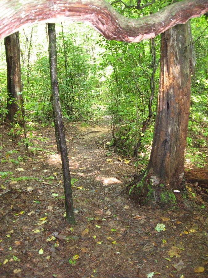 A narrow dirt path framed by two trees in a lush green forest, with sunlight filtering through the leaves overhead. The ground is covered with fallen leaves and the scene is rich in foliage, creating a peaceful, natural atmosphere. Montgomery Creek Trail mountain bike trail.