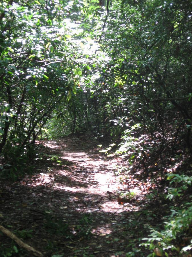 A narrow dirt path winding through a dense forest, illuminated by patches of sunlight filtering through the thick foliage above. The ground is covered with fallen leaves and surrounded by lush greenery. Montgomery Creek Trail mountain bike trail.