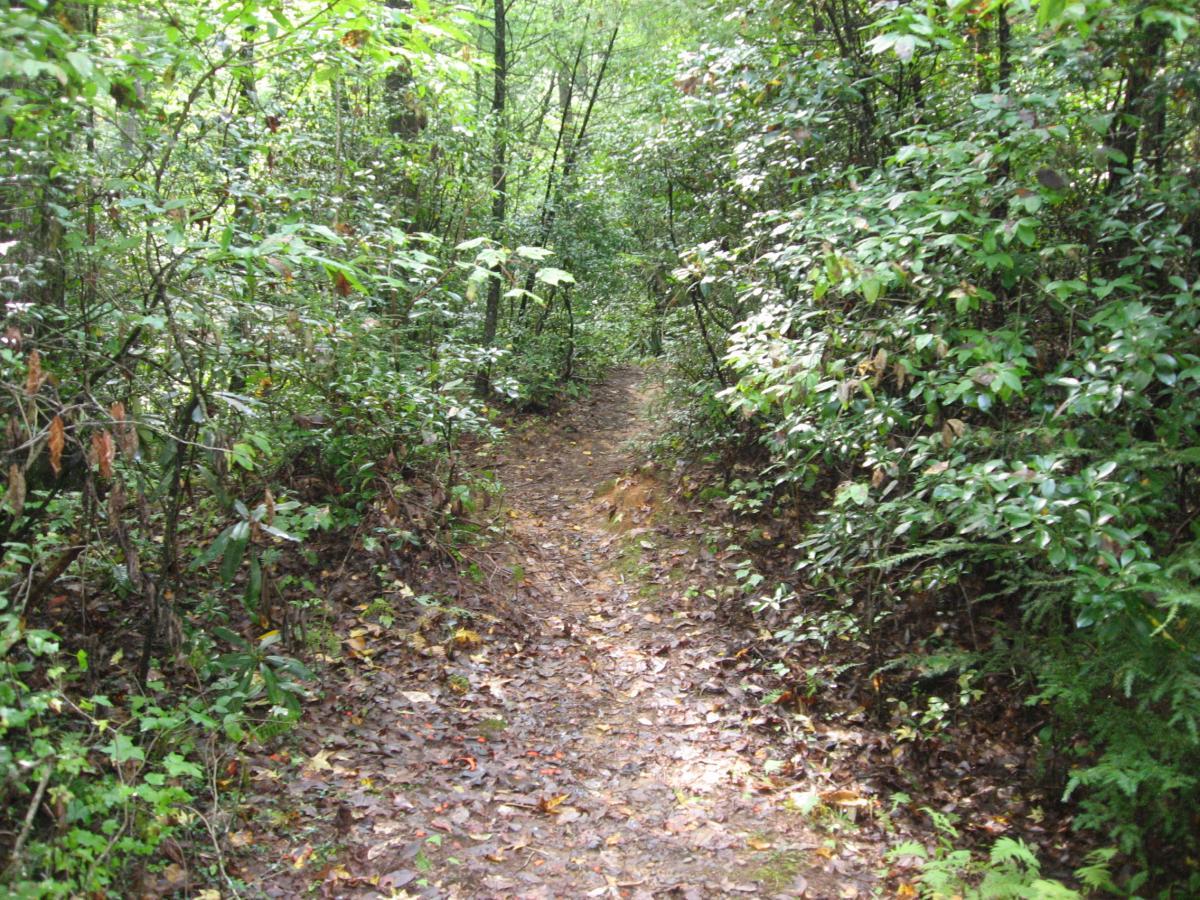 A narrow walking trail winding through a dense green forest, surrounded by lush foliage and scattered fallen leaves. The path is earthy and slightly damp, indicating recent rain, with trees and shrubs lining both sides. Montgomery Creek Trail mountain bike trail.
