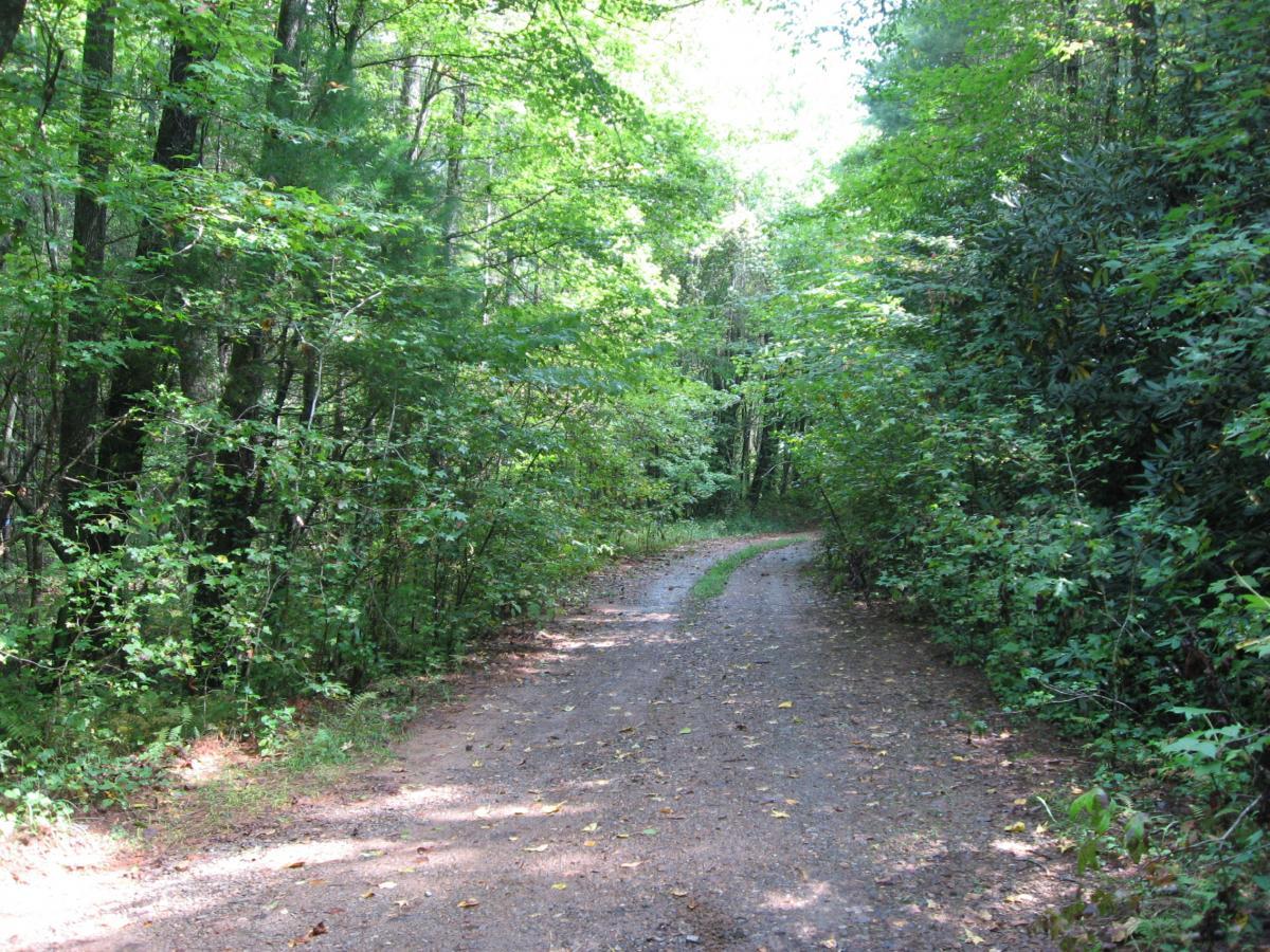 A dirt path meandering through a lush green forest, surrounded by trees and thick foliage on either side. Sunlight filters through the leaves, creating dappled light on the ground. The scene conveys a sense of tranquility and nature. Montgomery Creek Trail mountain bike trail.