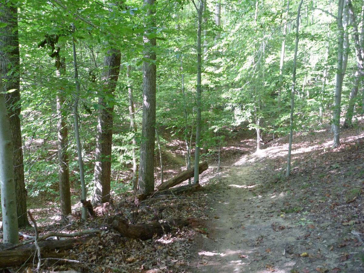 A winding dirt trail surrounded by lush green foliage and trees, leading through a serene forest setting. Sunlight filters through the leaves, creating dappled shadows on the ground. Fountainhead Regional Park mountain bike trail.