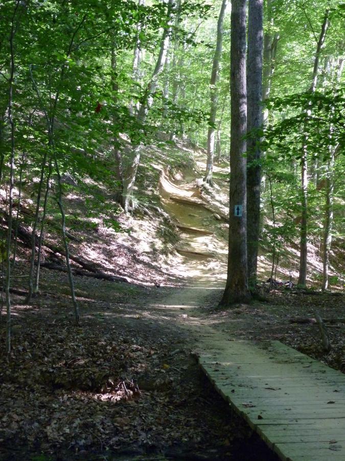 A scenic forest path winding through lush green trees, leading to a sloped area. To the right, a wooden boardwalk crosses a small stream, while a trail marker can be seen on a tree nearby. Sunlight filters through the leaves, creating dappled light on the ground covered with fallen leaves. Fountainhead Regional Park mountain bike trail.