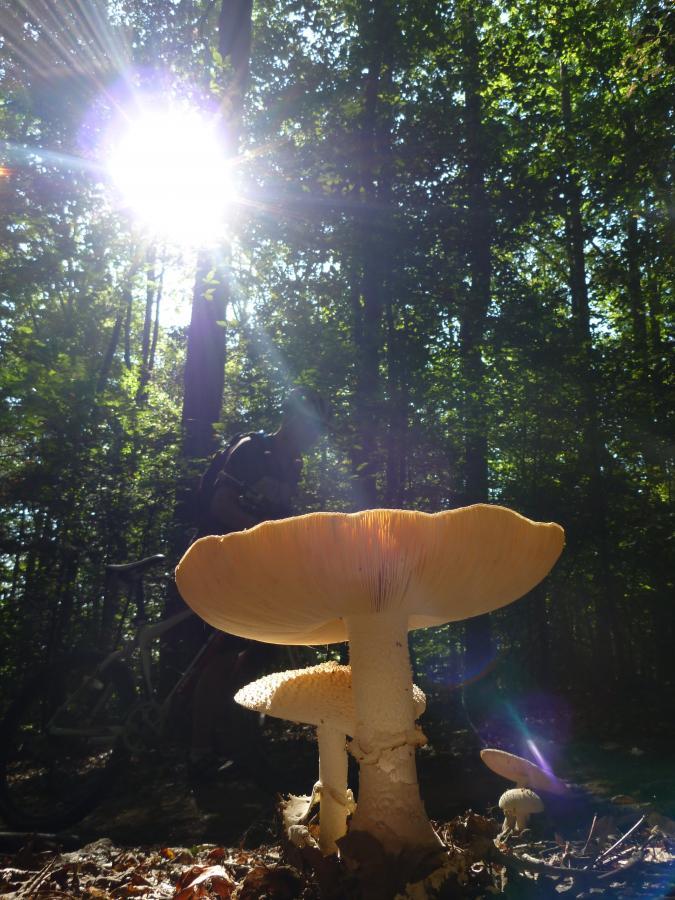 Mushrooms with large, umbrella-shaped caps growing in a forest, illuminated by sunlight filtering through the trees. A person is partially visible in the background, cycling through the wooded area. Fountainhead Regional Park mountain bike trail.