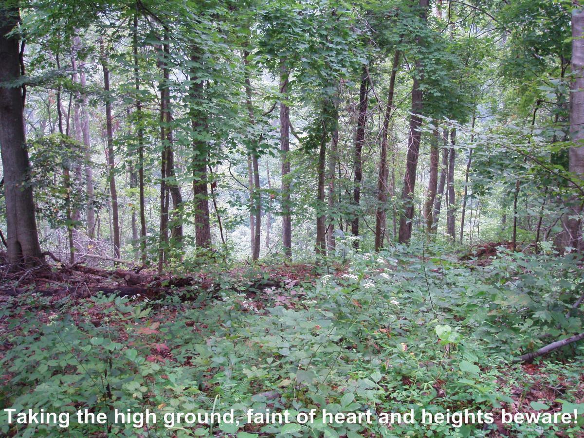 A dense forest scene featuring tall trees with lush green leaves and a forest floor covered in various plants and fallen leaves. The image conveys a sense of depth with trees extending into the background. Text overlays the image, reading: "Taking the high ground, faint of heart and heights beware!" Youngers Creek mountain bike trail.