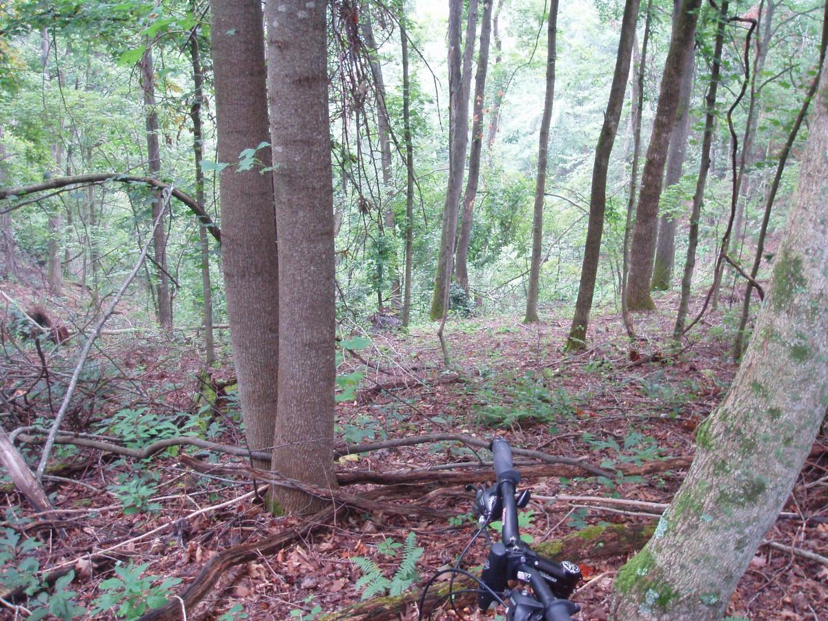 A view of a dense forest with tall trees, underbrush, and fallen branches, featuring a bicycle handlebar in the foreground. The scene is lush with greenery, indicating a natural, tranquil environment. Youngers Creek mountain bike trail.