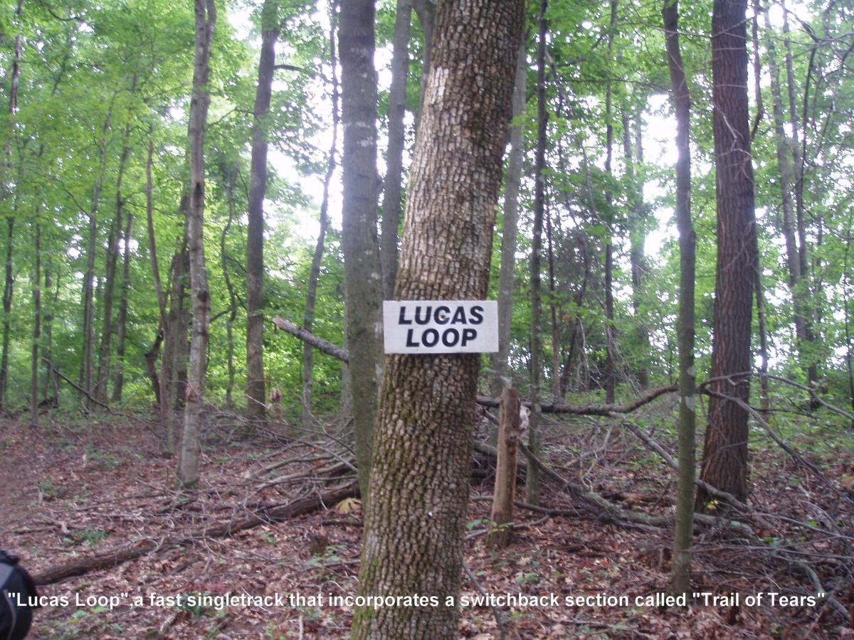 Sign on a tree reading "Lucas Loop" in a lush green forest, indicating a singletrack trail that features a switchback section known as "Trail of Tears." Surrounding the sign are tall trees and natural forest foliage. Youngers Creek mountain bike trail.