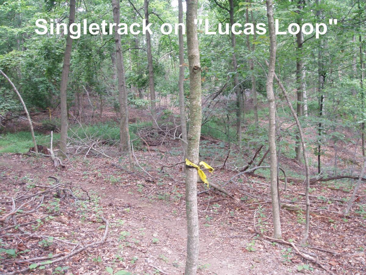 A wooded area featuring a dirt singletrack trail winding through trees. A small tree in the foreground has a yellow ribbon tied around its trunk, indicating the path for the "Lucas Loop." The ground is covered with leaves and small branches, highlighting a natural outdoor setting. Youngers Creek mountain bike trail.