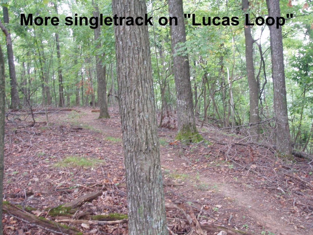 A wooded trail featuring singletrack terrain on the "Lucas Loop," surrounded by tall trees and a carpet of leaves and underbrush. Youngers Creek mountain bike trail.
