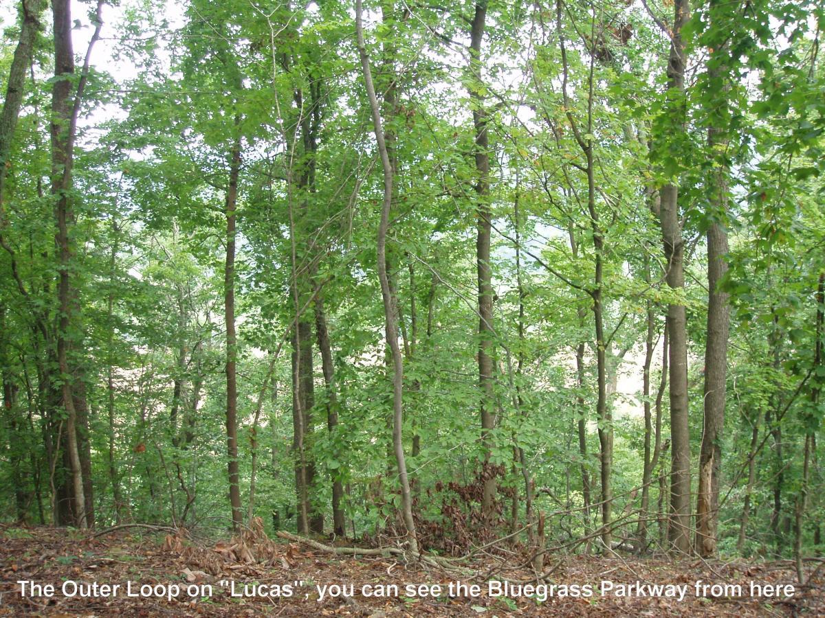 Dense forest scene featuring tall trees with lush green foliage. The view captures a glimpse of the Bluegrass Parkway in the background, indicating a natural landscape typical of the area. Sunlight filters through the leaves, creating a serene and tranquil atmosphere. Youngers Creek mountain bike trail.