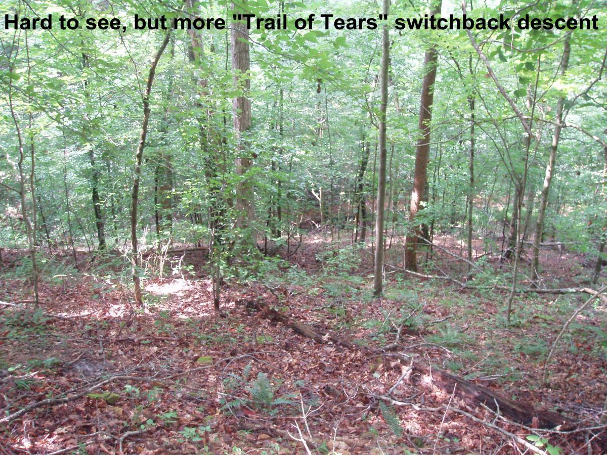 A dense forest scene featuring a switchback descent, with various trees and underbrush. The ground is covered in fallen leaves, and sunlight filters through the canopy, creating a dappled light effect. The description references a historical trail, hinting at its significance. Youngers Creek mountain bike trail.