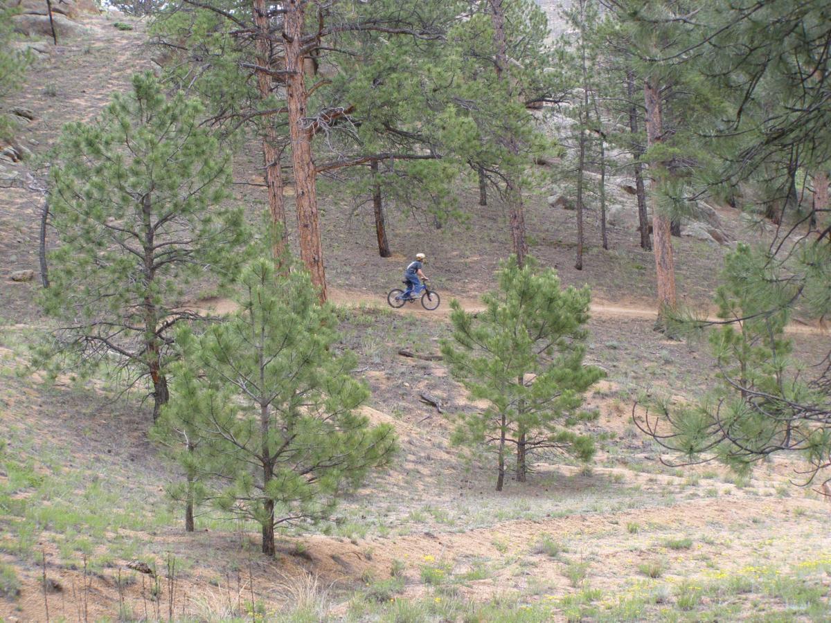 A person riding a bicycle along a dirt trail in a forested area, surrounded by tall pine trees and rocky terrain. The scene is peaceful, with a mix of greenery and earthy tones. Buffalo Creek mountain bike trail.