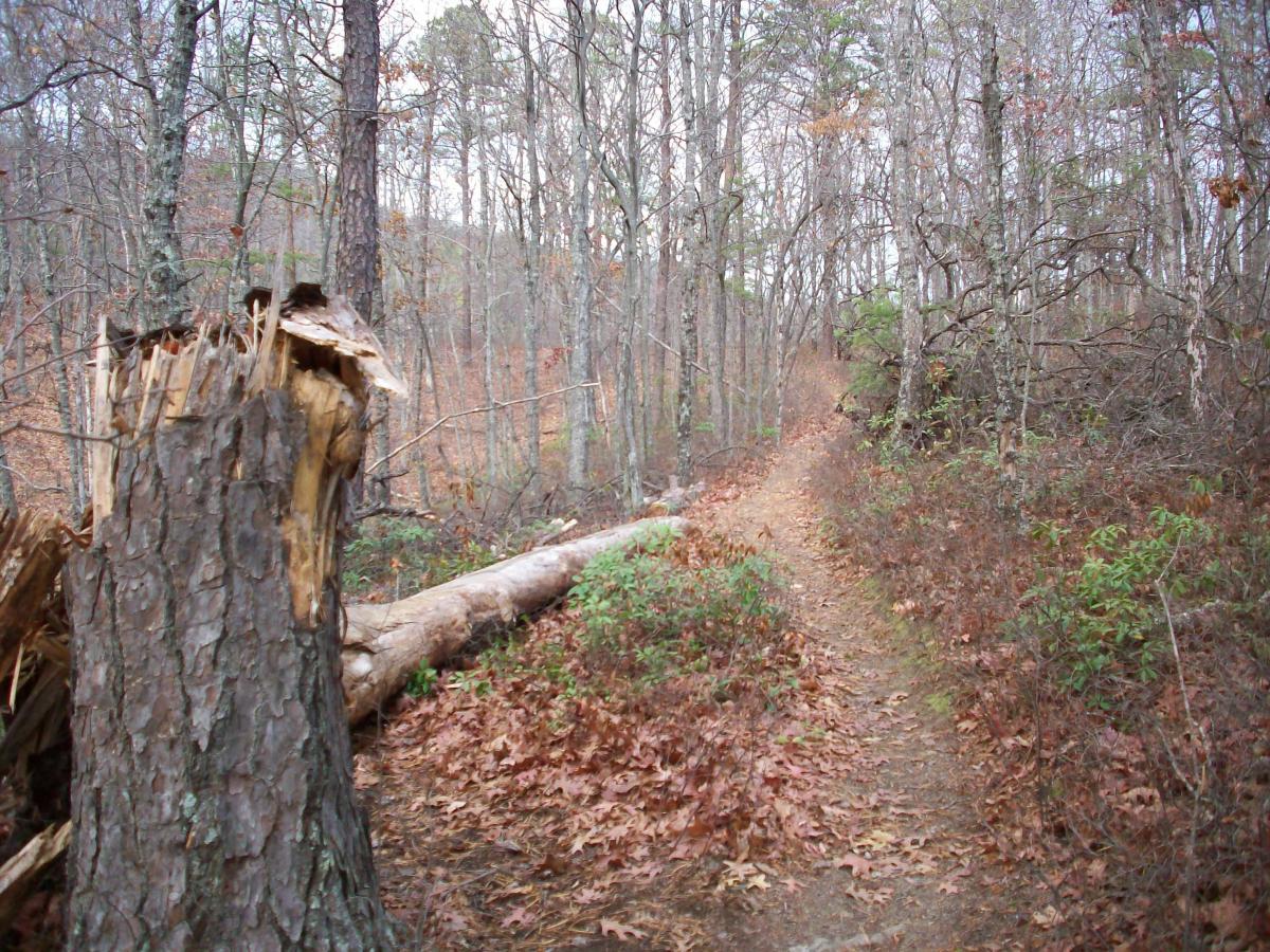 A dirt path winding through a forested area, flanked by trees with bare branches and scattered autumn leaves. A large, cut tree stump with splintered edges is prominent on the left, while a downed log lies across the path. The scene conveys a tranquil, outdoor atmosphere. Carvin's Cove Trail system mountain bike trail.