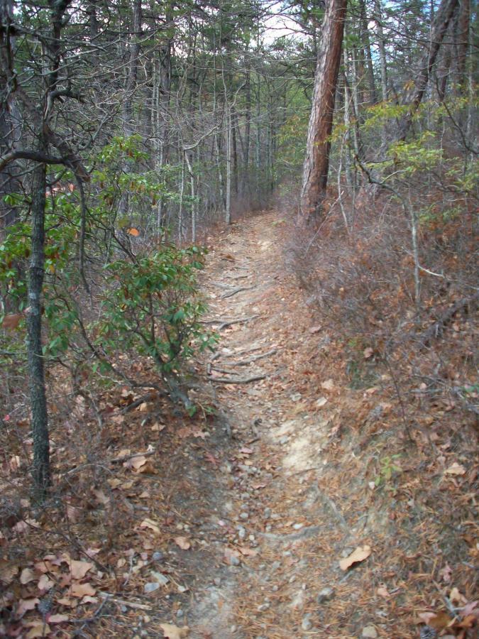 Narrow hiking trail winding through a forest, lined with trees and scattered dry leaves, with a mix of green shrubs and earthy ground. Carvin's Cove Trail system mountain bike trail.